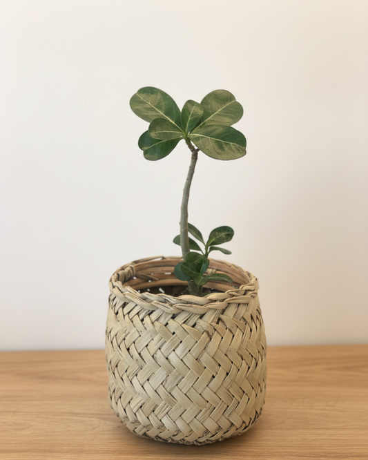 Rosa del Desierto en Canasta Orgánica